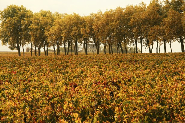 Vineyards at Margaux